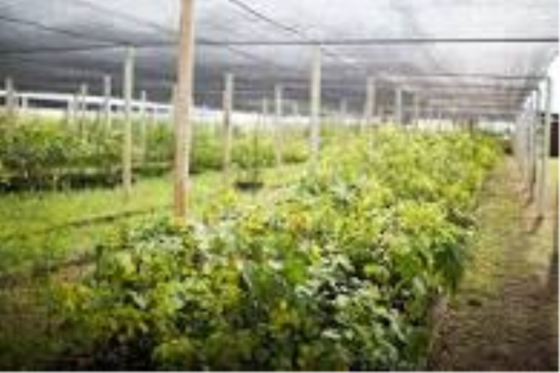 SECRETARIA MUNICIPAL DA AGRICULTURA, PECUÁRIA E MEIO AMBIENTE REALIZA DOAÇÃO DE MUDAS NATIVAS.